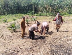 Bhabinkamtibmas Ketahanan Pangan Desa Alur Gadung Bersama Petugas Pertanian Laksanakan Penanaman Perdana Kacang Tanah.