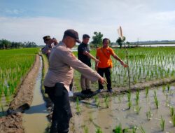 Polsek Firdaus Polres Sergai sigap menangani Petani 57 Tahun ditemukan tak Bernyawa ditengah Sawah