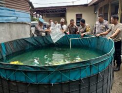 Kapolsek Hinai Dukung Ketahanan Pangan dengan Budidaya Ikan Lele