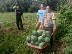 Bhabinkamtibmas Polsek Pangkalan Brandan Bantu Warga Panen Semangka di Desa Lubuk Kasih