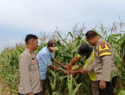Dukung Ketahanan Pangan Pemerintah, Polsek Firdaus Polres Sergai Pastikan Pertumbuhan Tanaman Jagung