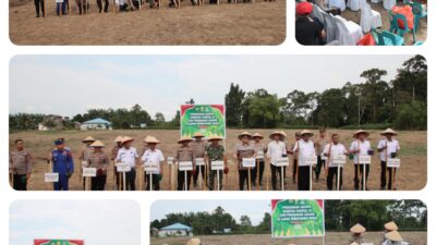 Polres Sergai Mendukung Penuh Progam Ketapang Nasional, Tanam Jagung Serentak Kuartal 3 Tahun 2025