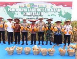 Panen Raya Jagung Kuartal III: Polda Sumut Komitmen Wujudkan Swasembada Pangan