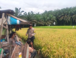 Bhabinkamtibmas Lingkungan I Kelurahan Pekan Besitang Patroli dan Monitoring Tanaman Padi Demi Dukung Program Ketahanan Pangan Nasional