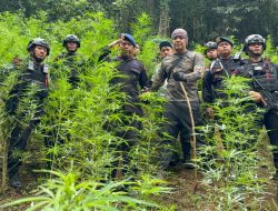 Satuan Brimob Polda Sumut Musnahkan 10 Hektar Ladang Ganja di Perbukitan Mandailing Natal