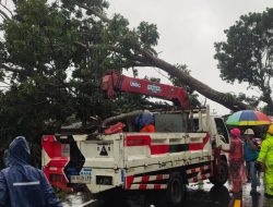 Respon Cepat Personil Polsek Pangkalan Brandan Antisipasi Kemacatan Akibat Pohon Akasia Tumbang di Jalan Lintas Medan–Banda Aceh