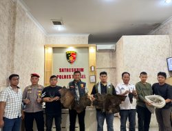 Perdagangan Ilegal Satwa Dilindungi Digagalkan di Sipirok, Polisi Amankan Sisik Trenggiling hingga Kulit Kijang