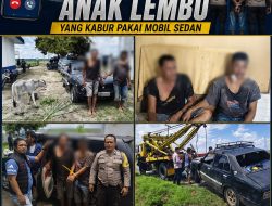 Warga Hubungi 110, Dua Pencuri Anak Lembu di Simalungun Dibekuk Usai Kabur Pakai Sedan dan Tabrak Pemotor