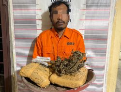 Polsek Bahorok Gagalkan Peredaran 2 Kilogram Ganja di Bukit Lawang, Seorang Pria Diamankan