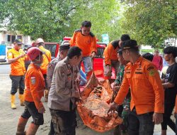 TAPANULI SELATAN – Pencarian dua warga yang hilang akibat tanah longsor di Lingkungan II, Kelurahan Wek I, Kecamatan Batangtoru, Kabupaten Tapanuli Selatan, akhirnya membuahkan hasil.