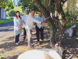 Hari Raya Idul Adha 1447 H, Polres Binjai Sembelih 7 Ekor Sapi dan 3 Ekor Kambing