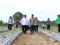 Kapolda Sumut Tinjau Sentra Bawang Putih di Samosir, Tegaskan Dukungan Polri untuk Ketahanan Pangan Nasional