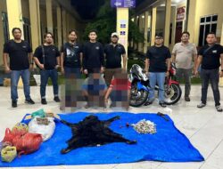 Polres Simalungun Bongkar Perdagangan Satwa Dilindungi, 30 Kg Sisik Trenggiling hingga Kulit Beruang Madu Disita