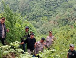 Respon Cepat Polres Langkat Ungkap Ladang Ganja di Kuala, 11 Batang Diamankan