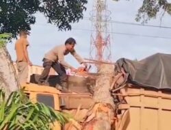 Pohon Tumbang Timpa Truk di Desa Pematang tengah, Polisi Bergerak Cepat Evakuasi Lokasi
