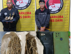 Kurir dan Pengedar Ganja di Bintang Mersada Berhasil Dibekuk Polres Dairi