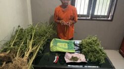 Terlibat Laka Lantas, Pria 69 Tahun Kedapatan Bawa Ganja, Polres Karo Kembangkan ke Ladangnya
