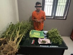 Terlibat Laka Lantas, Pria 69 Tahun Kedapatan Bawa Ganja, Polres Karo Kembangkan ke Ladangnya