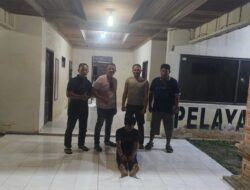 Tim Opsnal Sat Res Narkoba Polres Sergai Bekuk Residivis Kasus Sabu di Perkebunan Sawit Karang Tengah