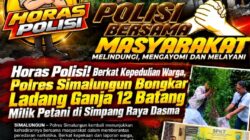 Polsek Panei Tongah Ungkap Ladang Ganja, 12 Batang Diamankan