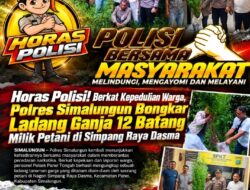 Polsek Panei Tongah Ungkap Ladang Ganja, 12 Batang Diamankan