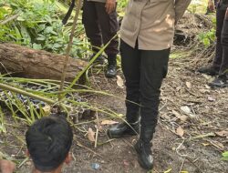 Kapolres Swegau Gerebek Sarang Narkoba di Pantai Cermin Kiri, Satu Terduga Pelaku Berhasil Diamankan